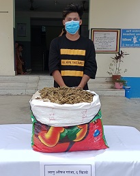 गाँजा सहित लामा पक्राउ